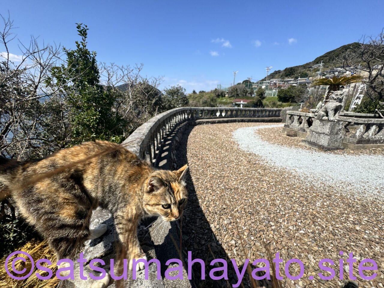 長距離型ストーカー猫のいる佐賀県加唐島(かからしま) IMG 0091