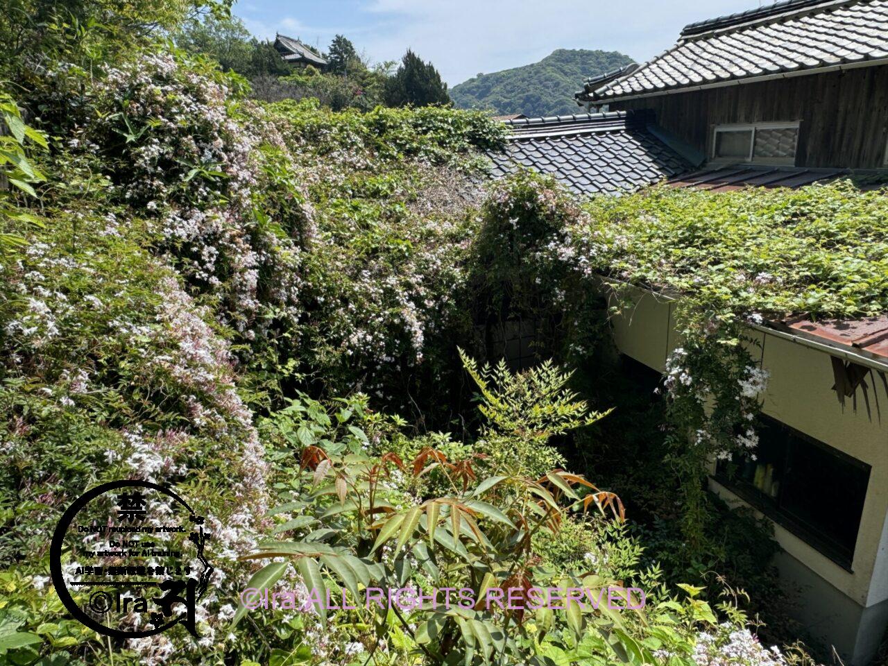 山口県の情島:日帰り可能な有人離島。潮の流れが早く瀬戸内海屈指の釣りポイント IMG 0565