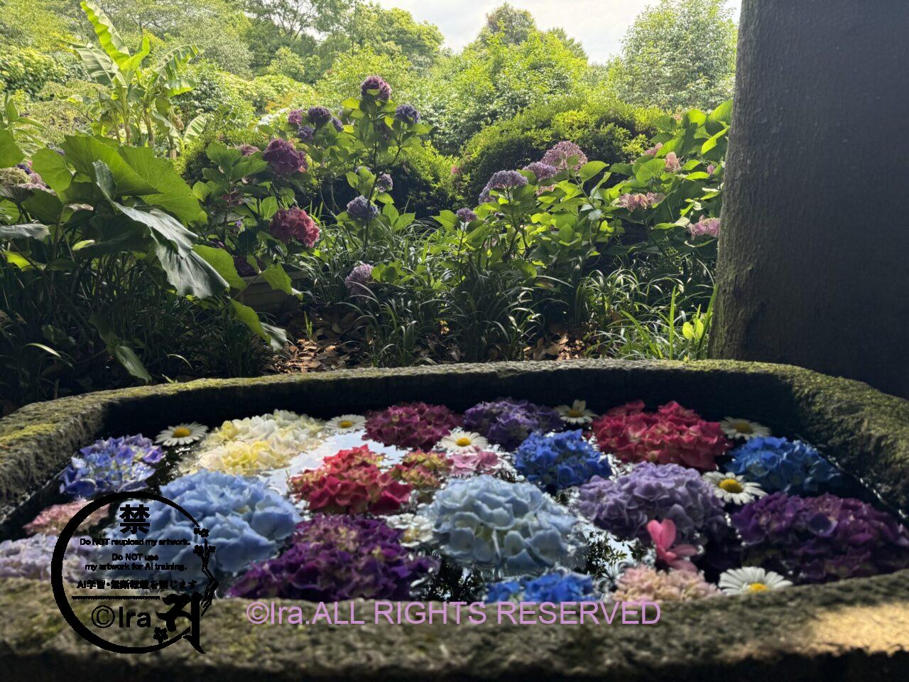 Jeju island:済州島のアジサイの見頃は年々早まっている:紫陽花めぐりの旅(日本・韓国) IMG 0842