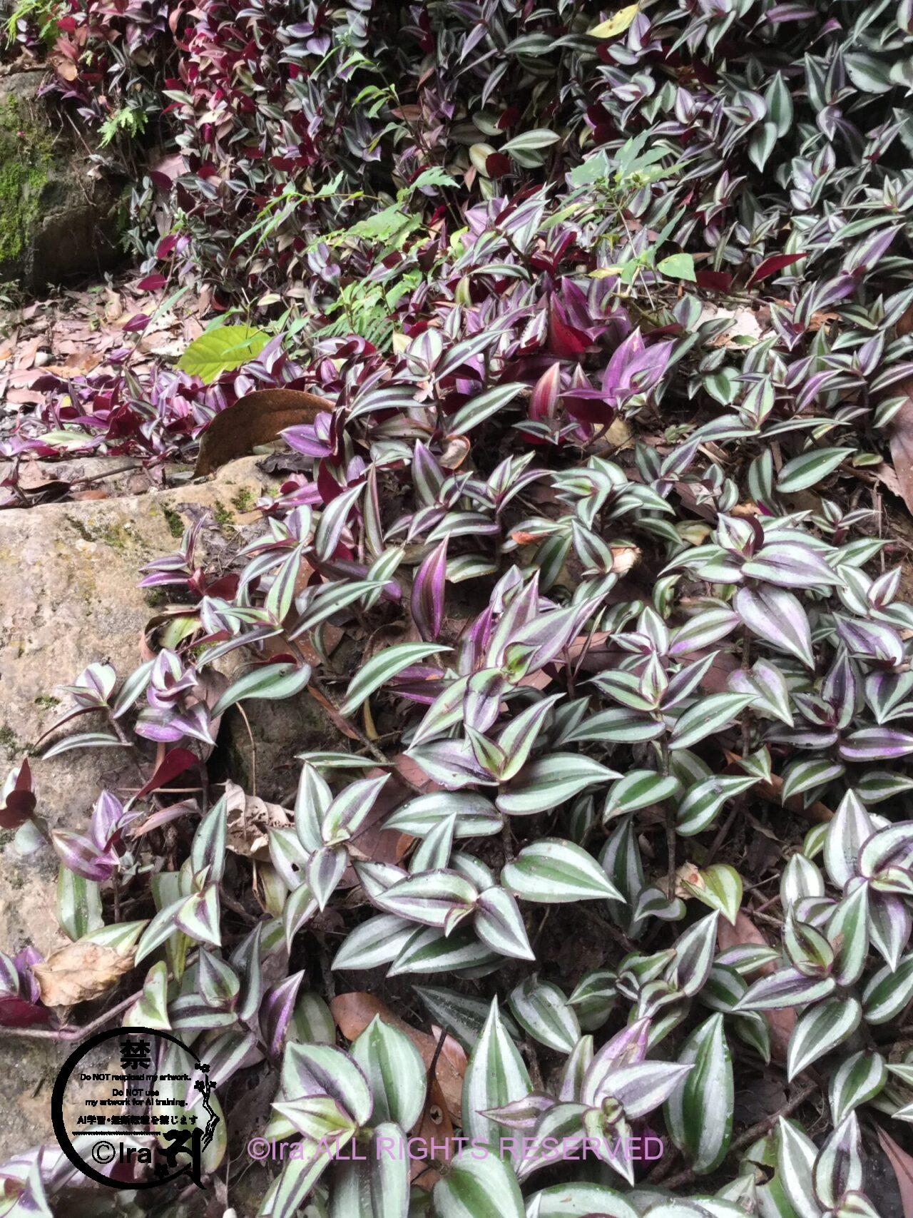 台湾の花蓮:慕谷慕魚生態廊道・ハイキング・観光情報 IMG 6718