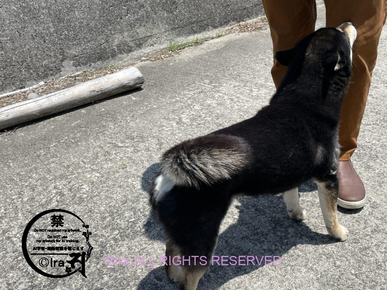 山口の笠佐島は中国人に島の一部を購入された有人離島 IMG 8491