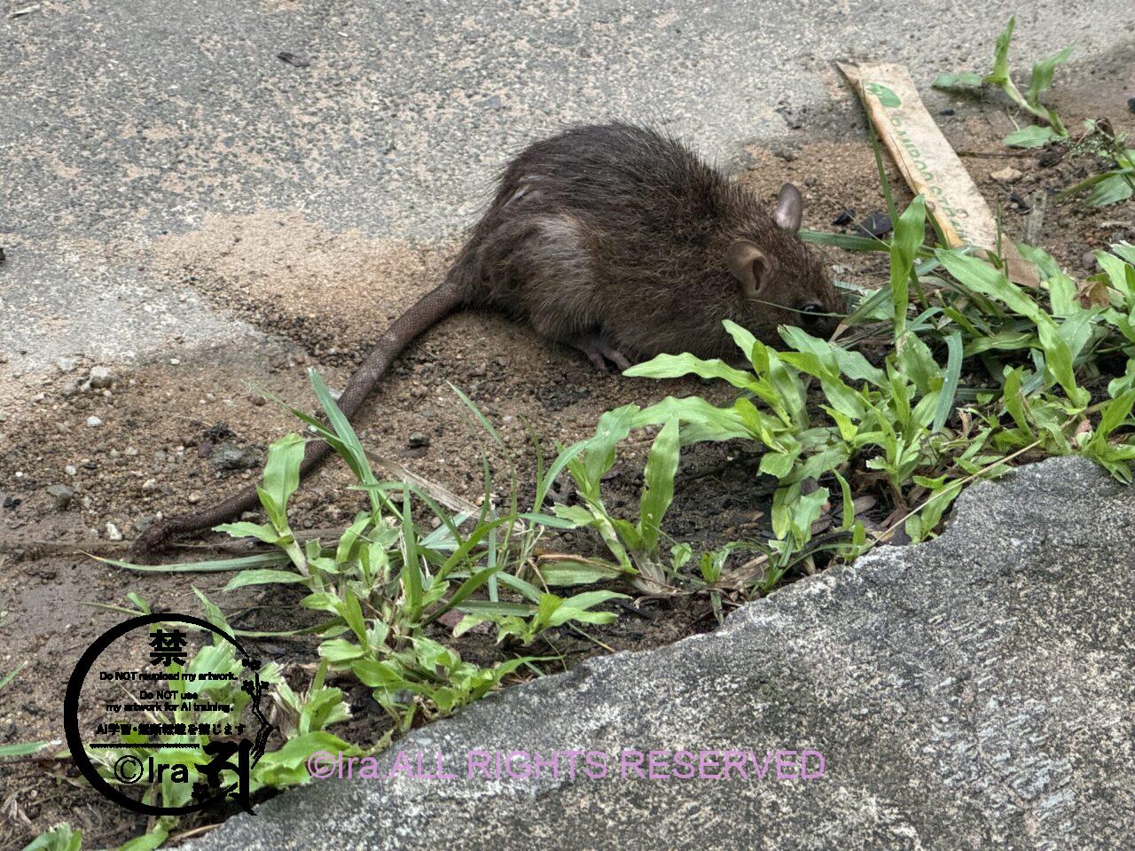 シンガポールのMRTで放尿・排便.乗車時足元と側面に注意!動物の遺体写真閲覧は自己責任で。 IMG 0600