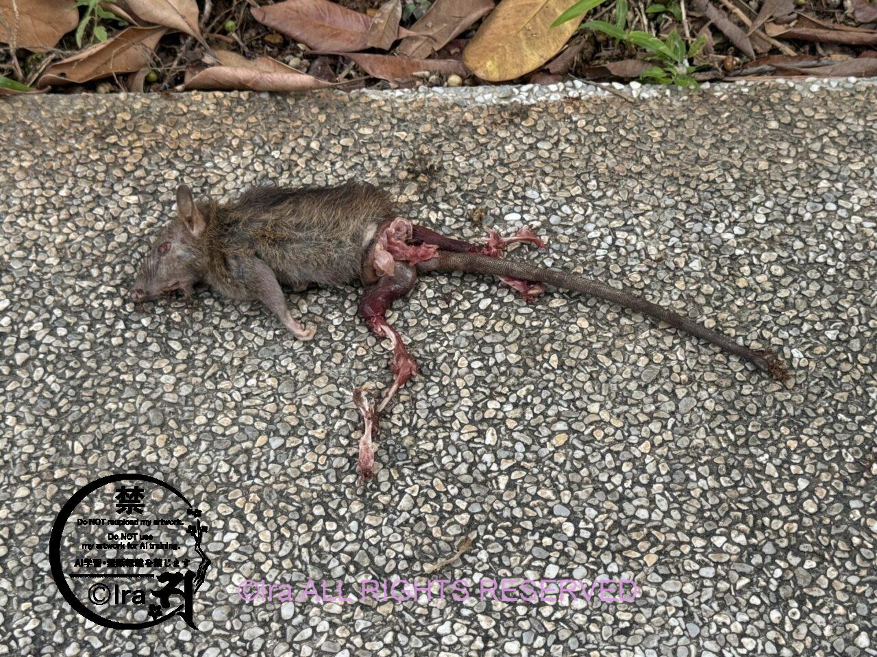 シンガポールのMRTで放尿・排便.乗車時足元と側面に注意!動物の遺体写真閲覧は自己責任で。 IMG 0618