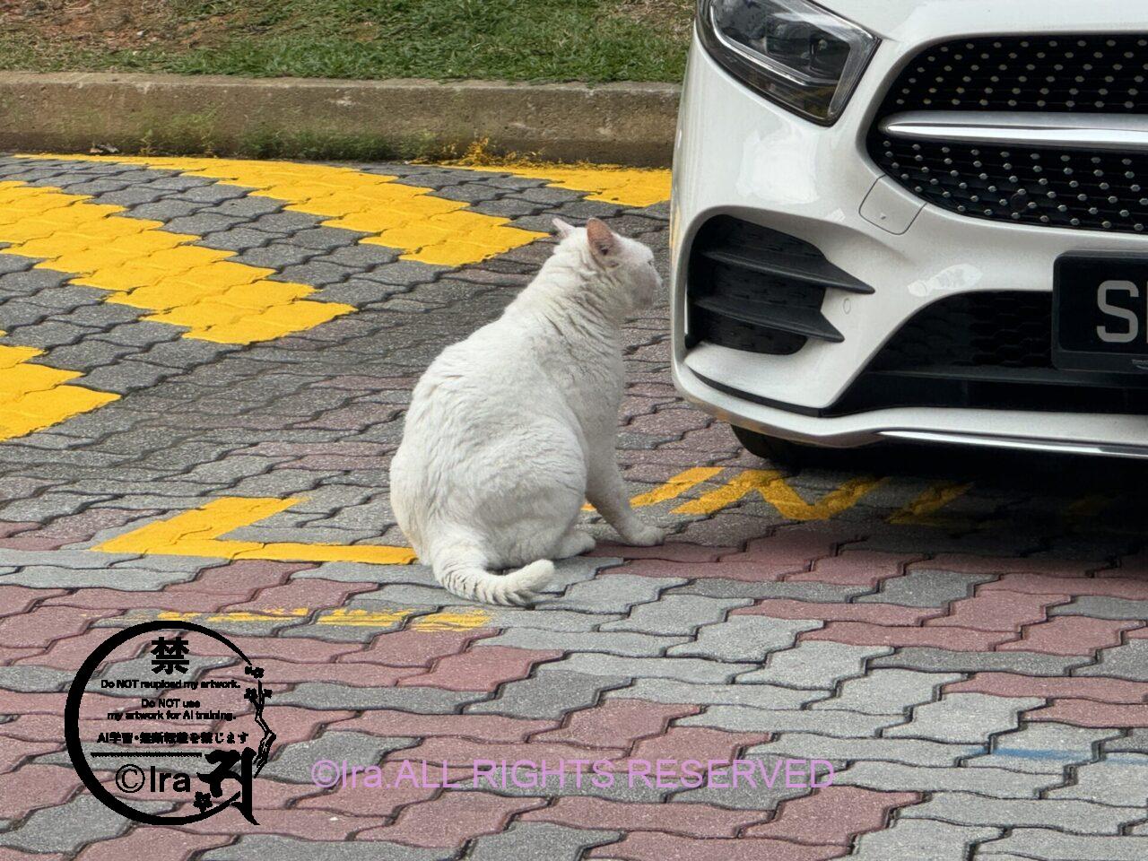 シンガポールでは毎日無料で猫をモフモフできる。猫好きも多い国。屋外で飼い猫に首輪をしないことも多い。動物虐待は、残念ながらある。 IMG 8864