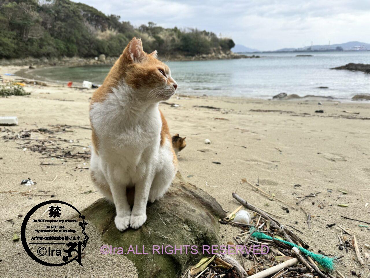 【猫旅】長年毒餌で猫とカラスが殺傷されたとされる事件の島.ストーカー猫達の有人離島.福岡県馬島 IMG 7988
