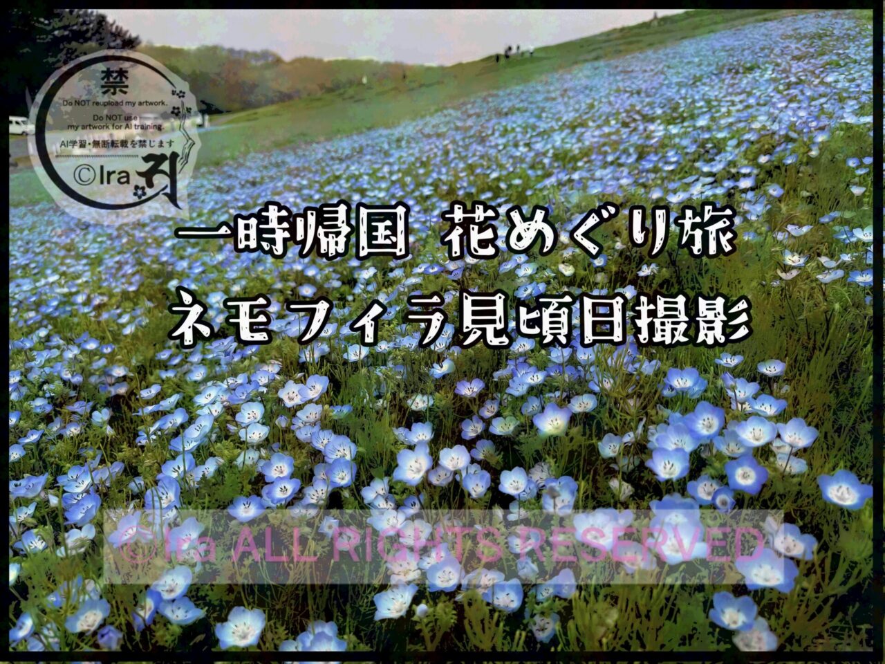 一時帰国と花旅:ネモフィラ・チューリップ。ひたちなか海浜公園。花めぐり旅。茨城 8bb5c81d07f175054a36eefb0fc37983