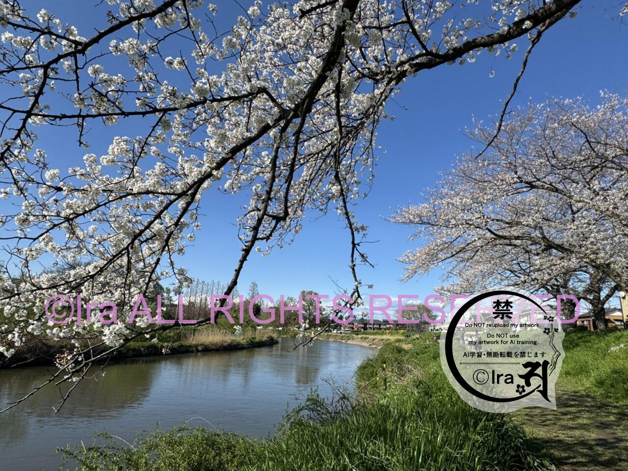 54年営業レトロ喫茶”魔法薬も売ってそうな店、純喫茶サンゴ。埼玉県越谷市 IMG 1736