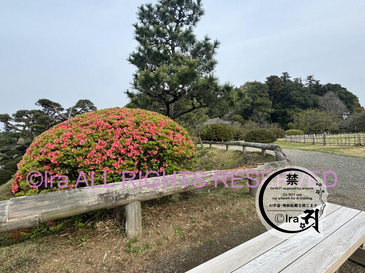 一時帰国と花旅:ネモフィラ・チューリップ。ひたちなか海浜公園。花めぐり旅。茨城 IMG 2555