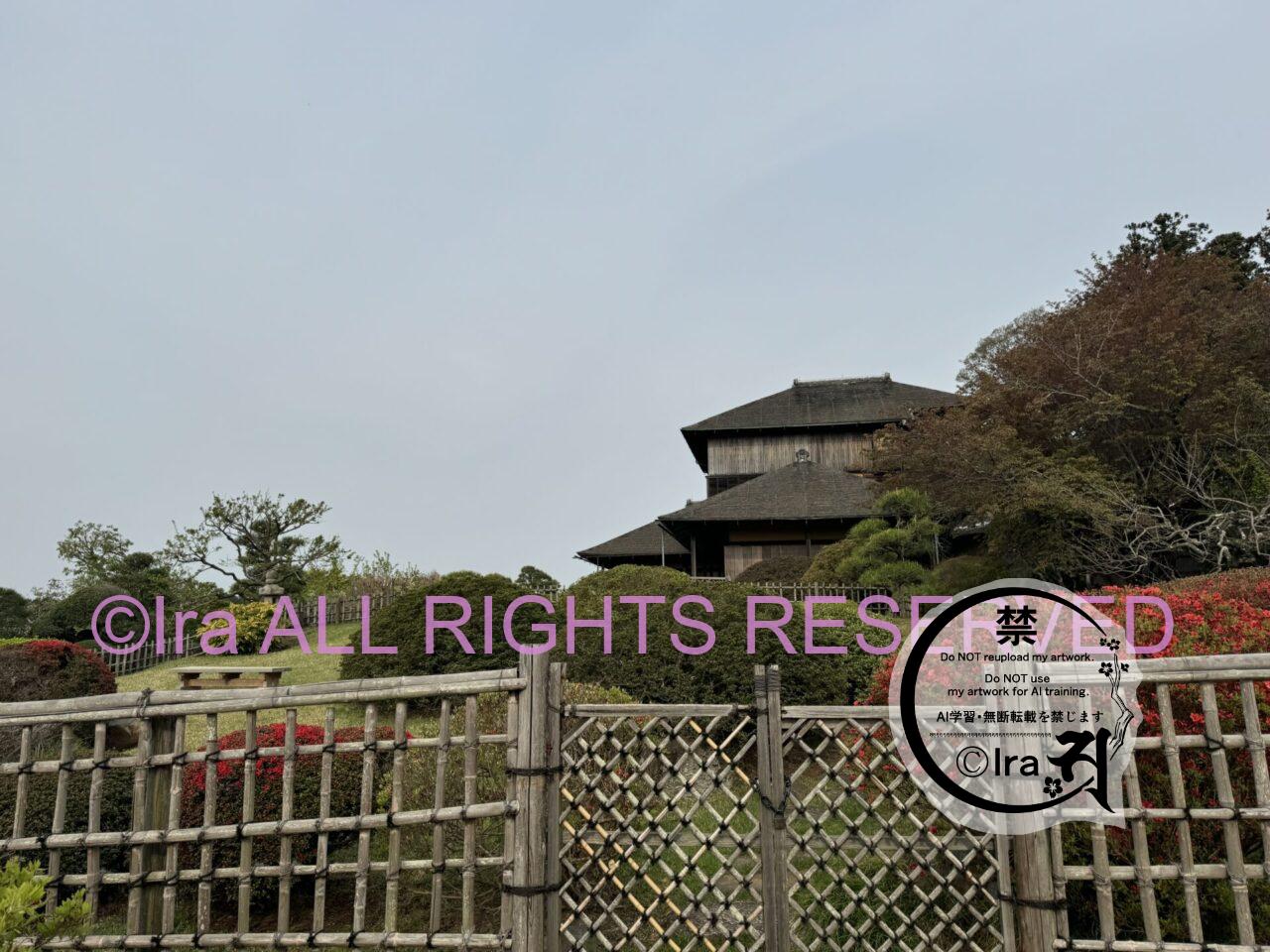 一時帰国と花旅:ネモフィラ・チューリップ。ひたちなか海浜公園。花めぐり旅。茨城 IMG 2562