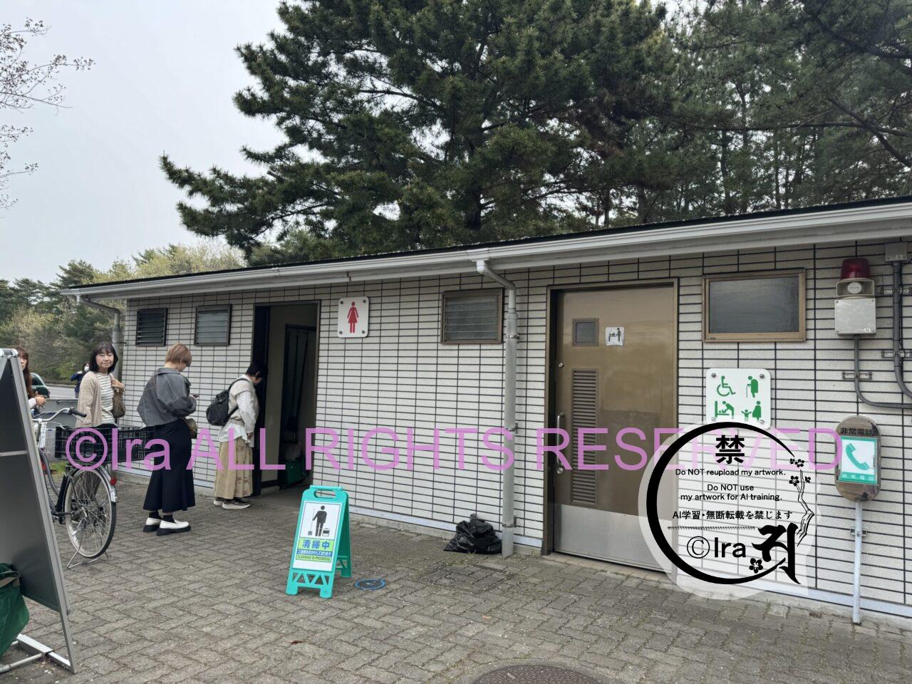 一時帰国と花旅:ネモフィラ・チューリップ。ひたちなか海浜公園。花めぐり旅。茨城 IMG 2567