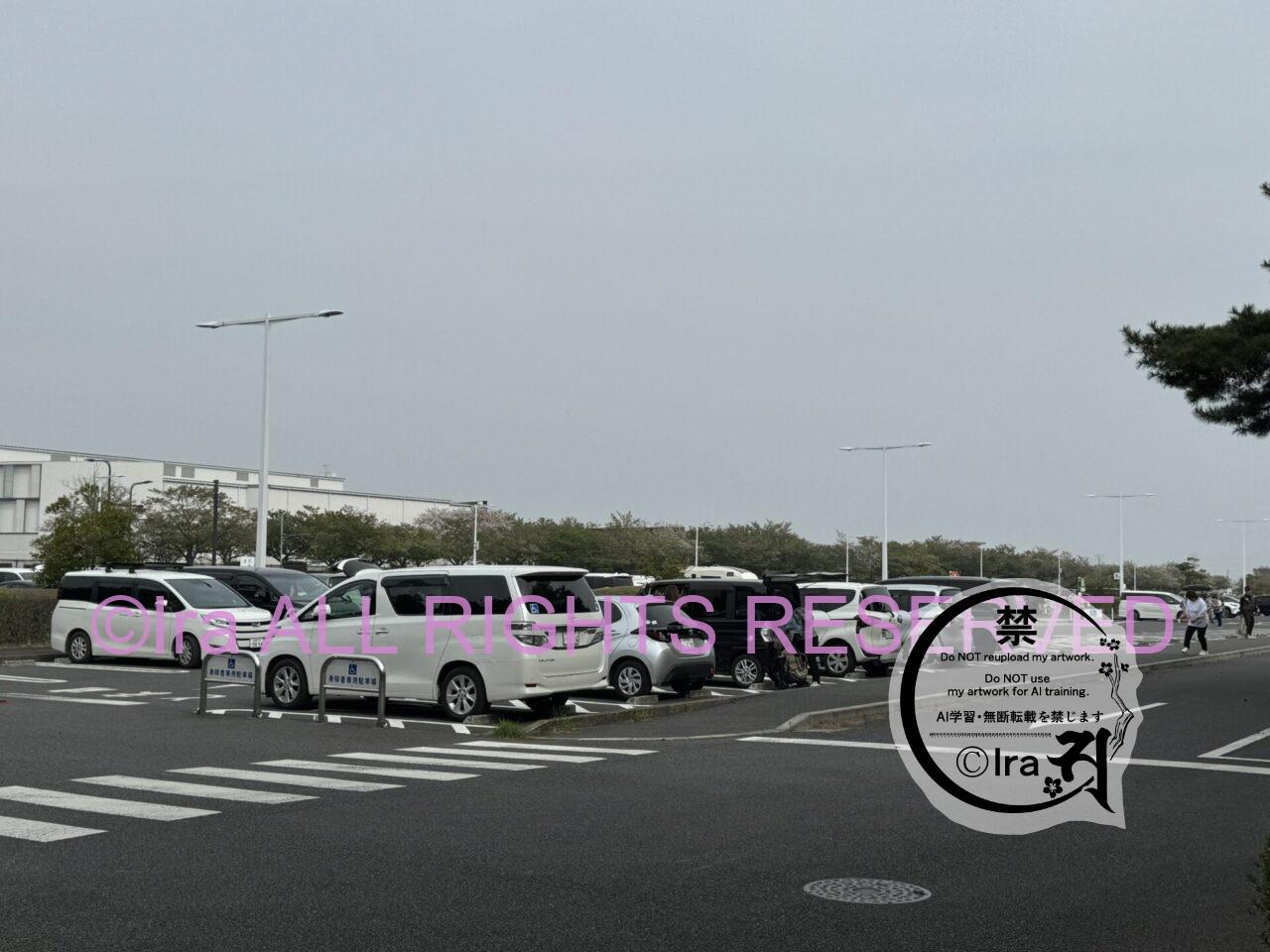 一時帰国と花旅:ネモフィラ・チューリップ。ひたちなか海浜公園。花めぐり旅。茨城 IMG 2569