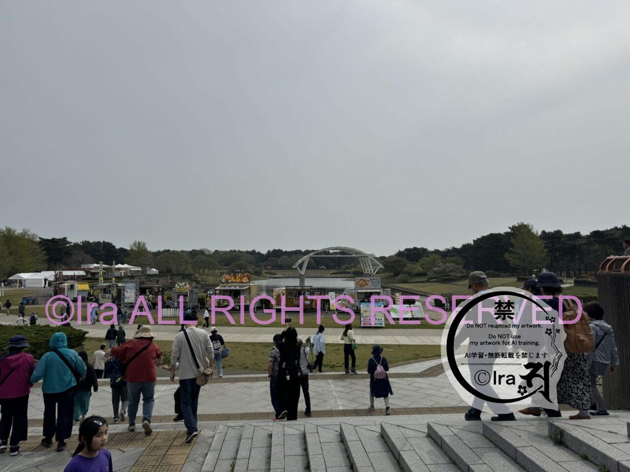 一時帰国と花旅:ネモフィラ・チューリップ。ひたちなか海浜公園。花めぐり旅。茨城 IMG 2580