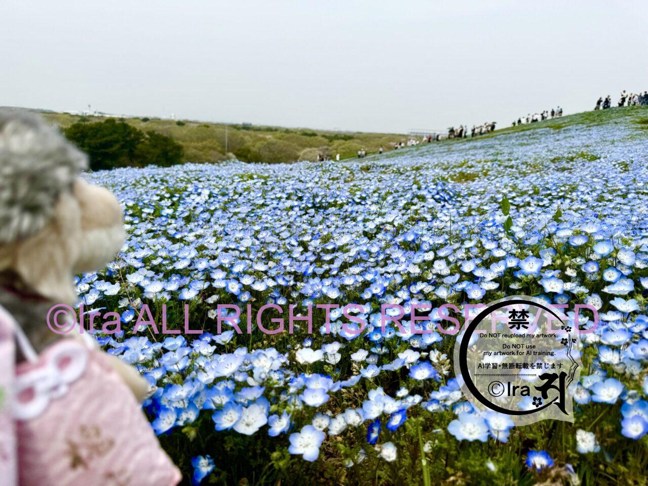 一時帰国と花旅:ネモフィラ・チューリップ。ひたちなか海浜公園。花めぐり旅。茨城 IMG 2668