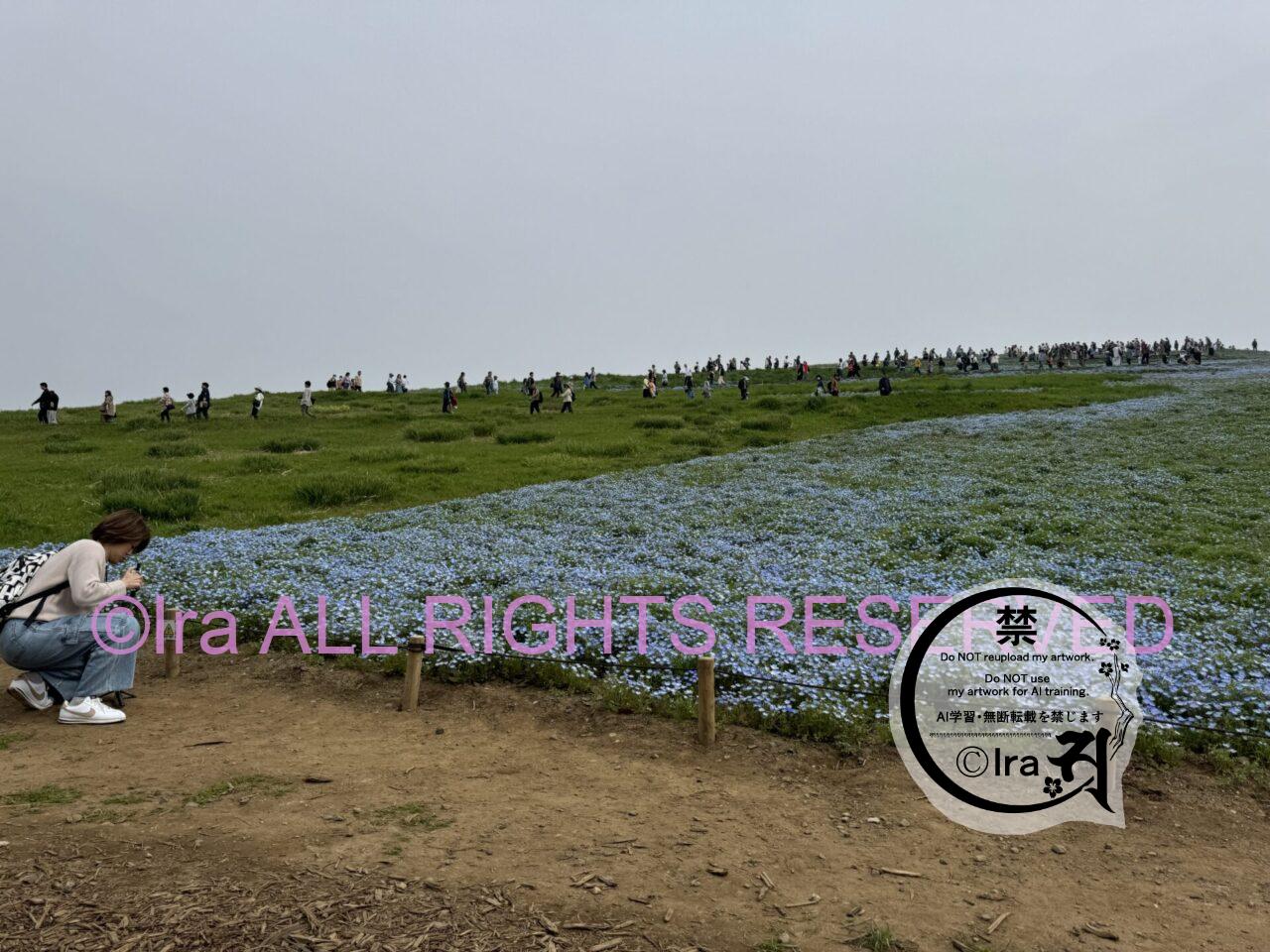 一時帰国と花旅:ネモフィラ・チューリップ。ひたちなか海浜公園。花めぐり旅。茨城 IMG 2689