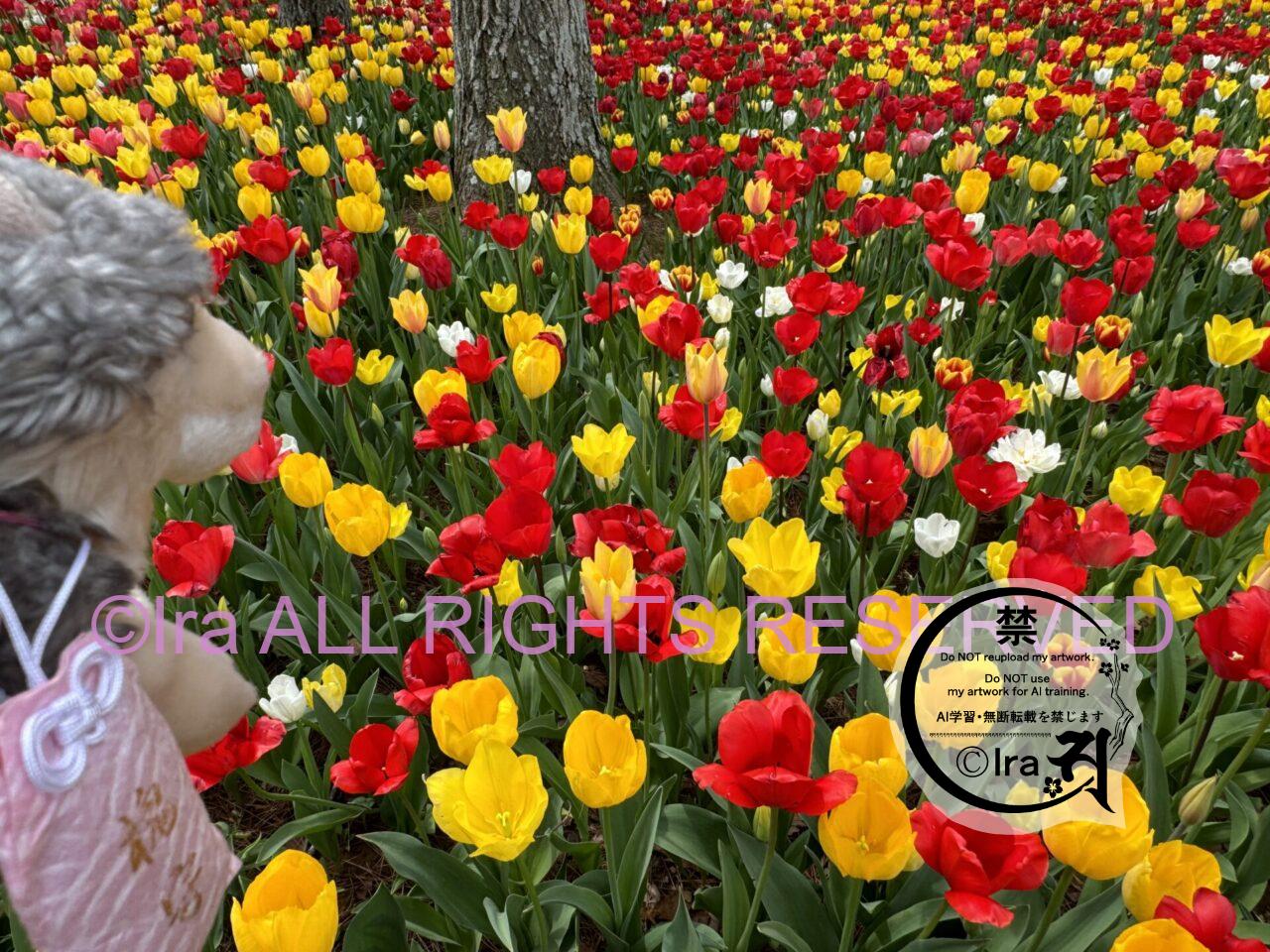 一時帰国と花旅:ネモフィラ・チューリップ。ひたちなか海浜公園。花めぐり旅。茨城 IMG 2754