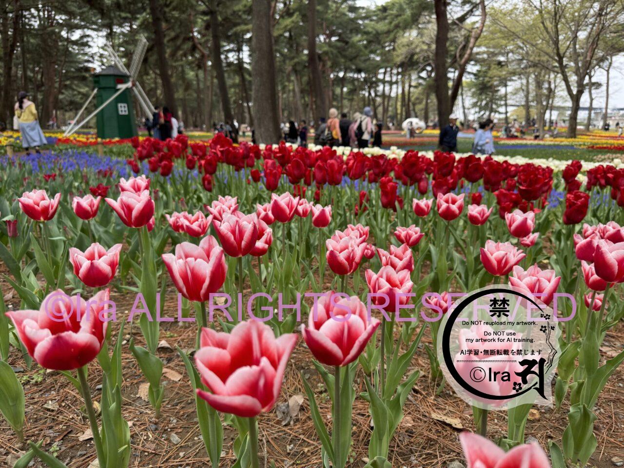 一時帰国と花旅:ネモフィラ・チューリップ。ひたちなか海浜公園。花めぐり旅。茨城 IMG 2760