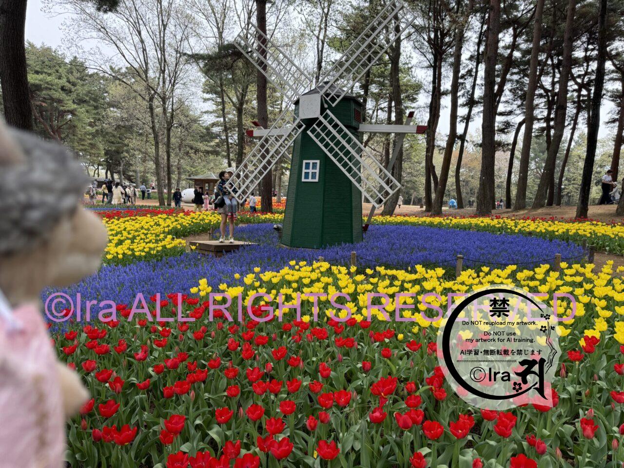 一時帰国と花旅:ネモフィラ・チューリップ。ひたちなか海浜公園。花めぐり旅。茨城 IMG 2804
