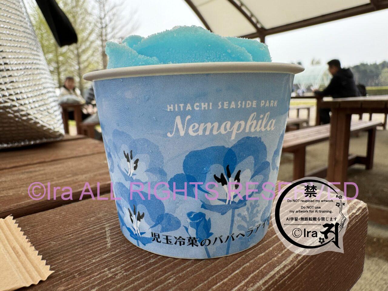 一時帰国と花旅:ネモフィラ・チューリップ。ひたちなか海浜公園。花めぐり旅。茨城 IMG 2809