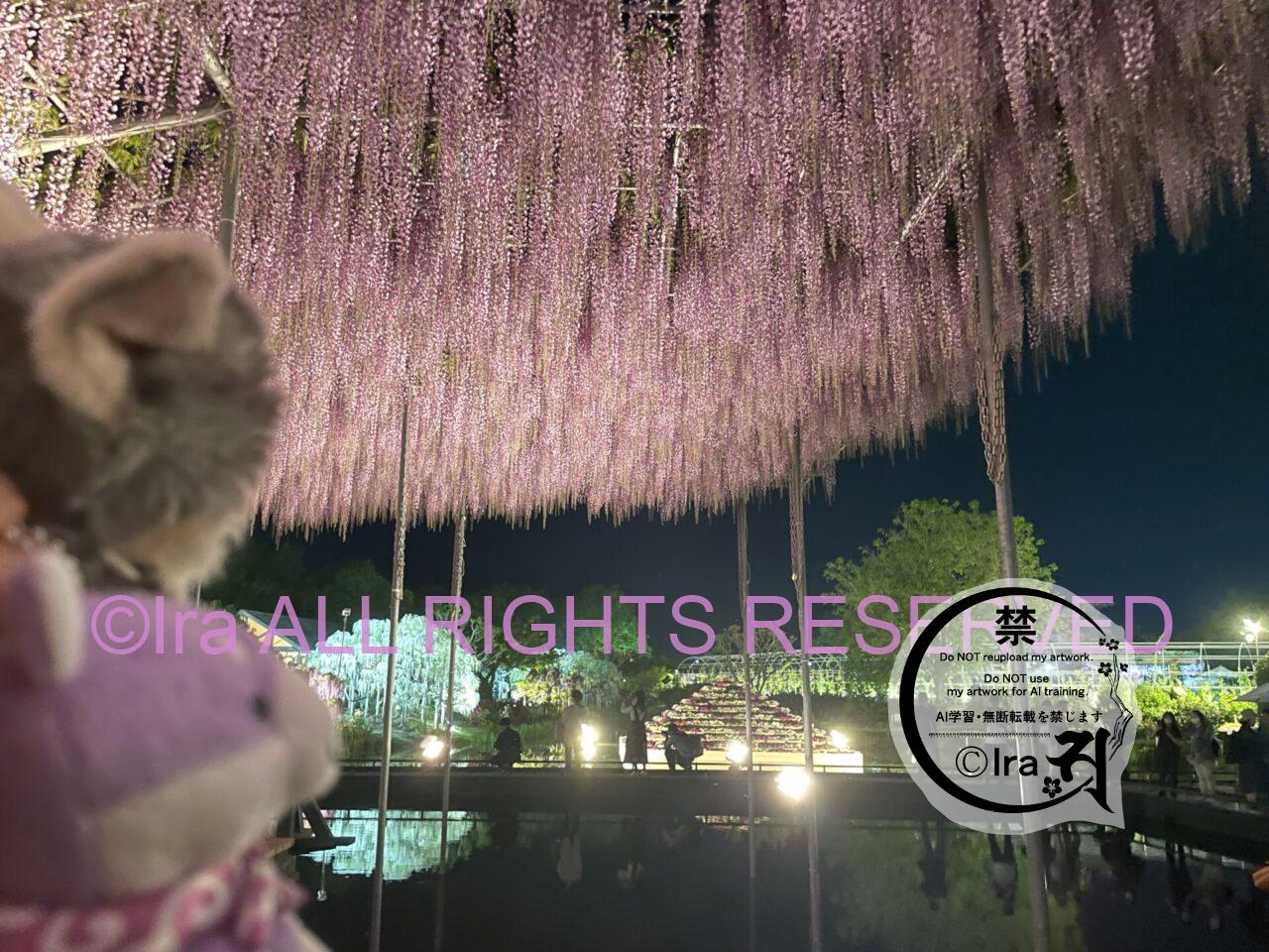 一時帰国と花旅:あしかがフラワーパークの藤とツツジ。栃木花めぐり一人旅。 IMG 38553