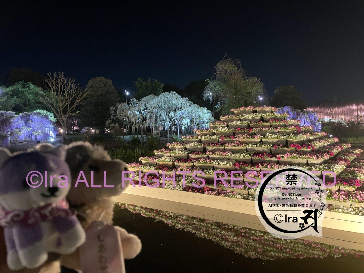 一時帰国と花旅:あしかがフラワーパークの藤とツツジ。栃木花めぐり一人旅。 IMG 39055