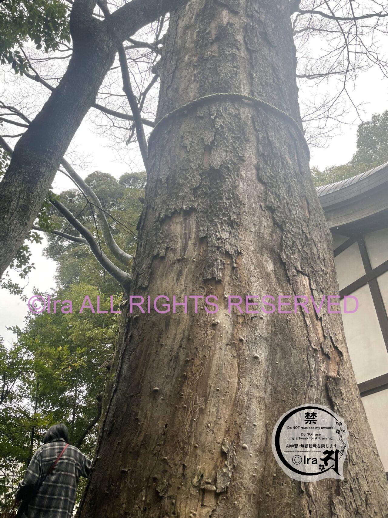 外国人観光客の素直な感想.シンガポール人埼玉川越 IMG 3127