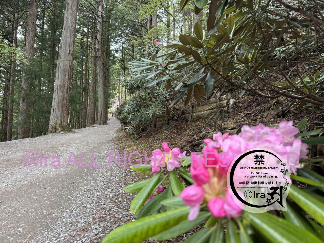 🐺予約裏技があるんです‼️三峯神社の興雲閣で一人宿泊体験実録。土産は種類減ってた IMG 3838