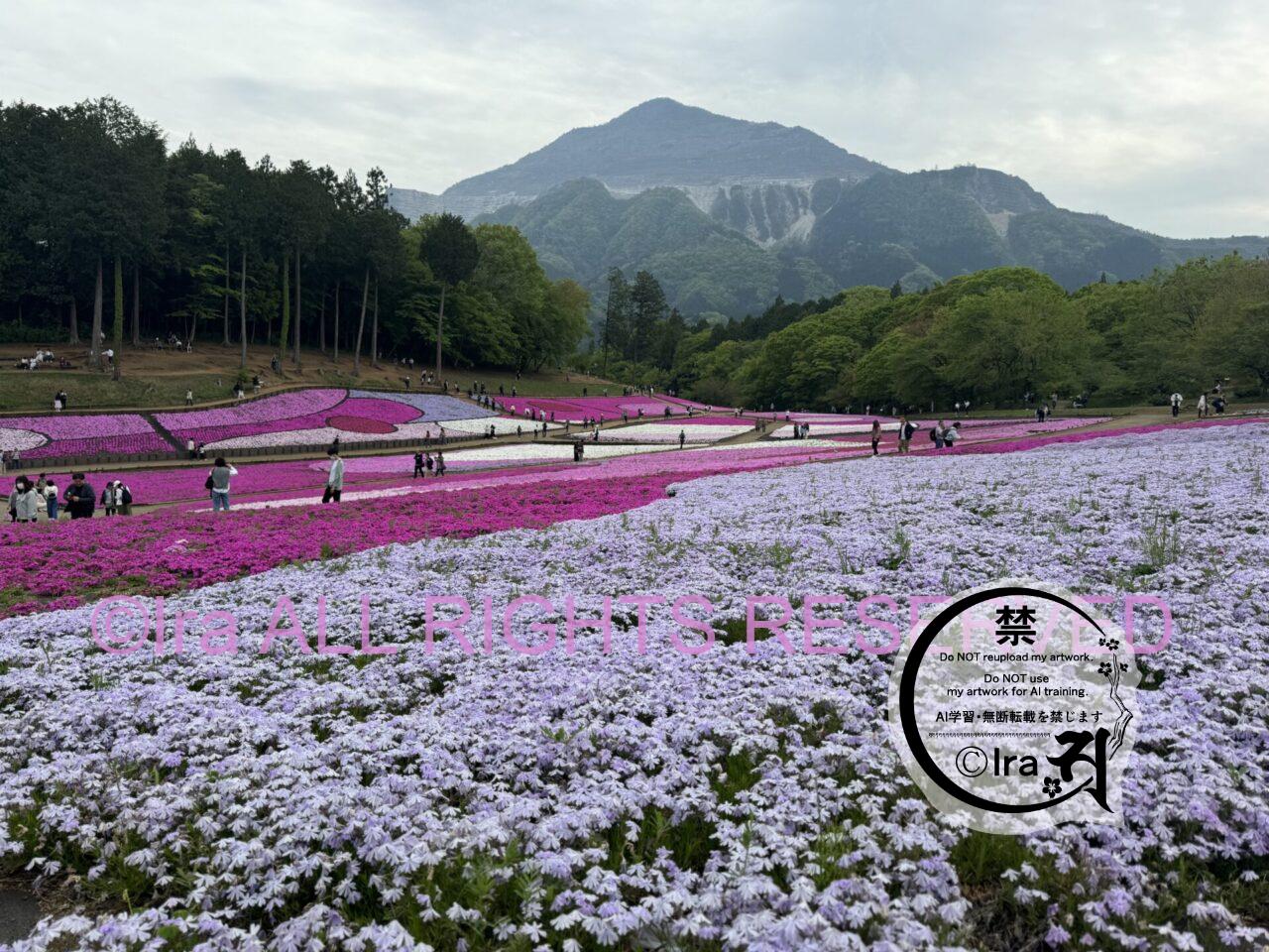 埼玉日帰りレトロ旅。秩父の芝桜(羊山公園の満開撮影) IMG 4064