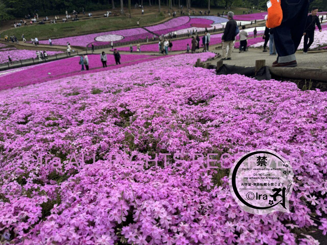 埼玉日帰りレトロ旅。秩父の芝桜(羊山公園の満開撮影) IMG 4075