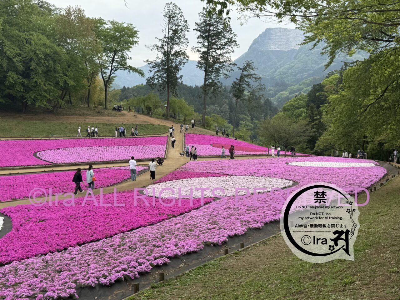 埼玉日帰りレトロ旅。秩父の芝桜(羊山公園の満開撮影) IMG 4121