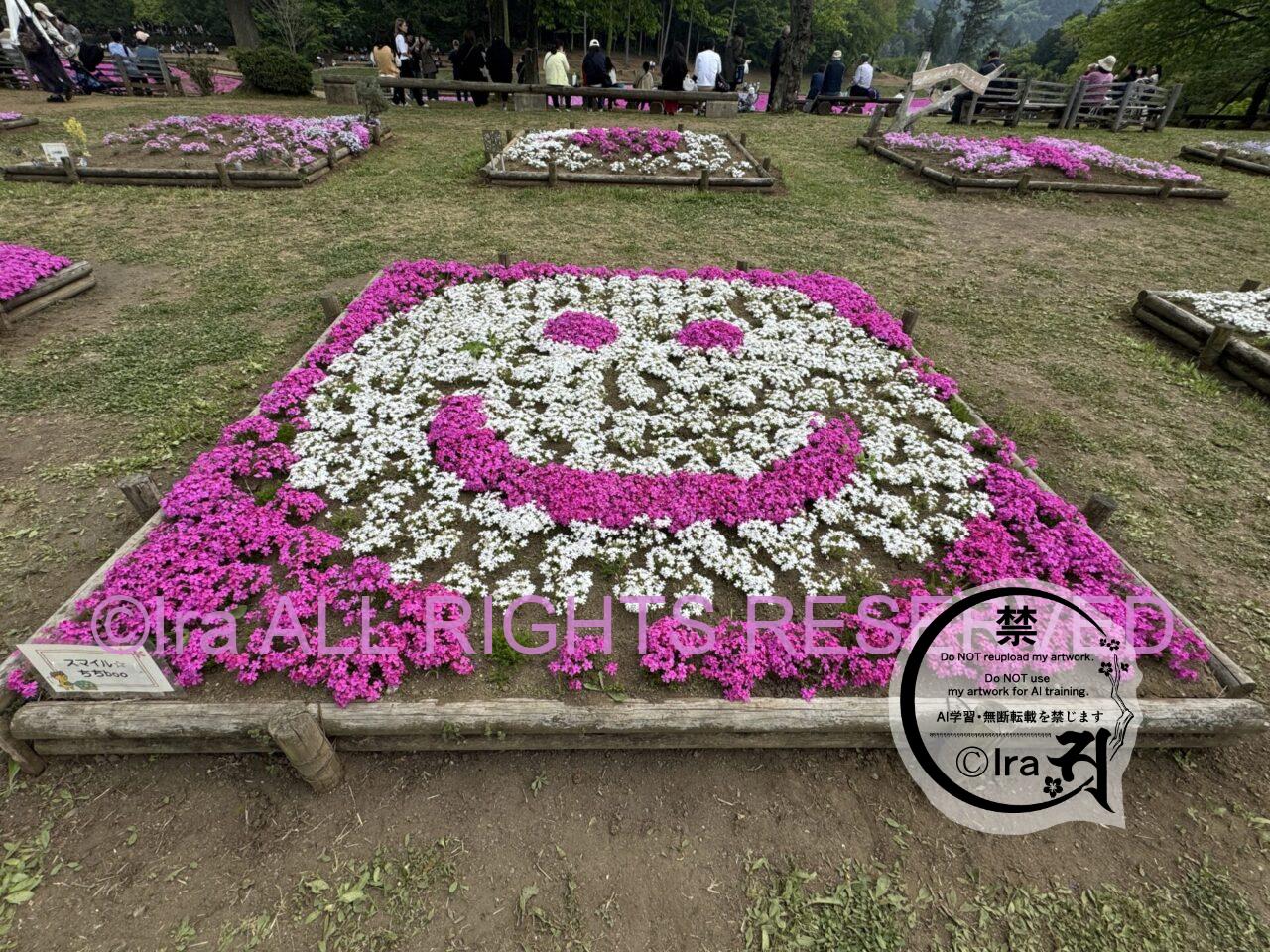 埼玉日帰りレトロ旅。秩父の芝桜(羊山公園の満開撮影) IMG 4131