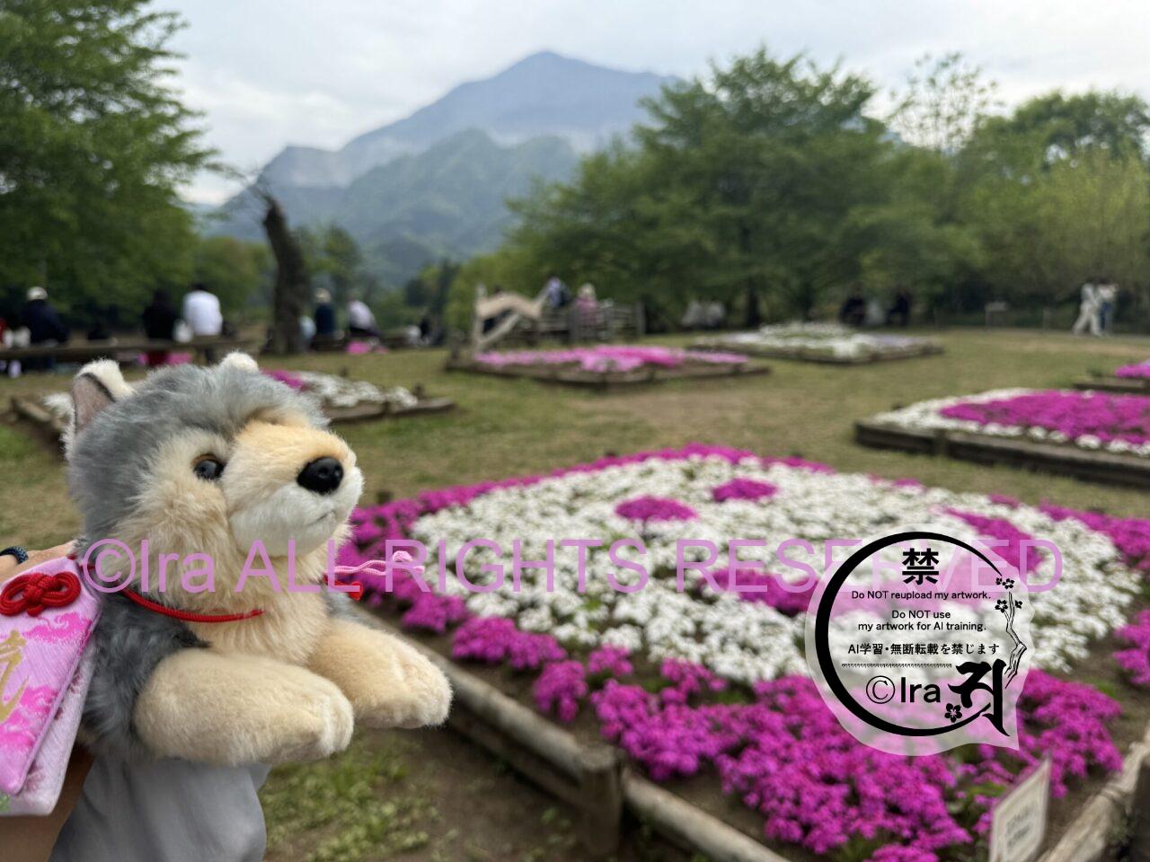 埼玉日帰りレトロ旅。秩父の芝桜(羊山公園の満開撮影) IMG 4136