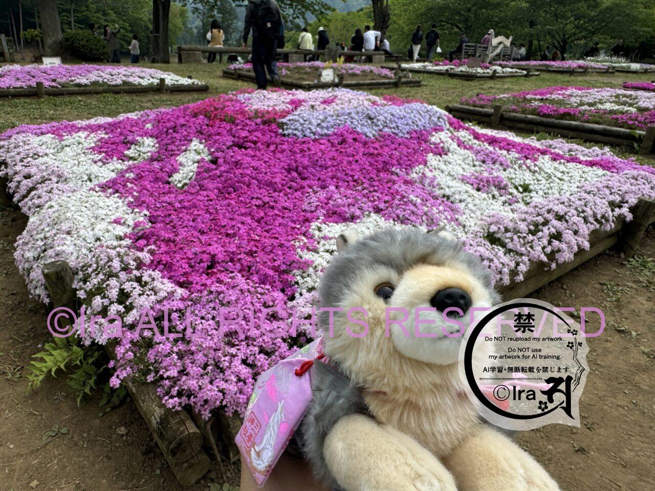 埼玉日帰りレトロ旅。秩父の芝桜(羊山公園の満開撮影) IMG 4139