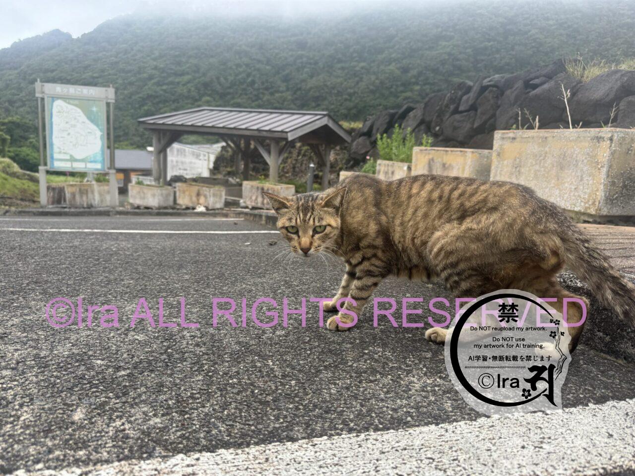 格別な地熱料理【東京 青ヶ島:地熱釜(ひんぎゃの蒸し窯)】 IMG 5106