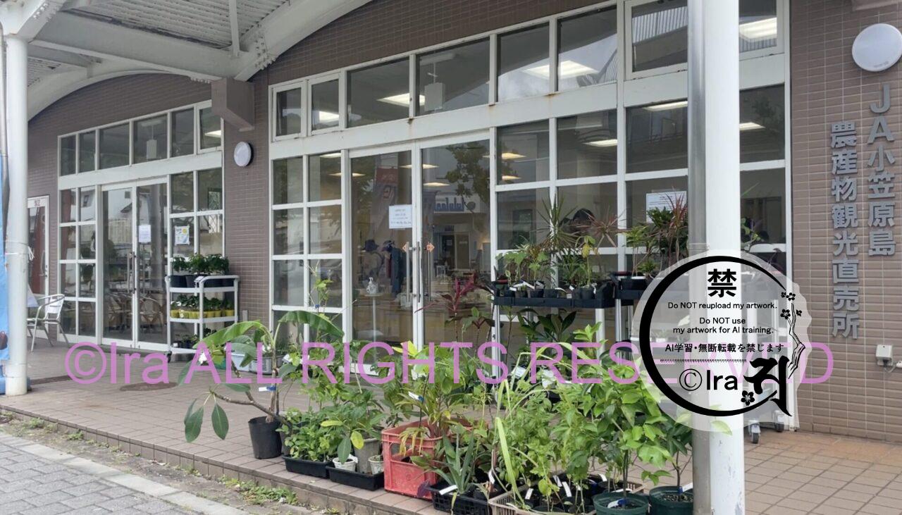 国境の島父島の島寿司とグルメ・カフェ・売店など 5276a1d8d62b8a08560614ca22427f59