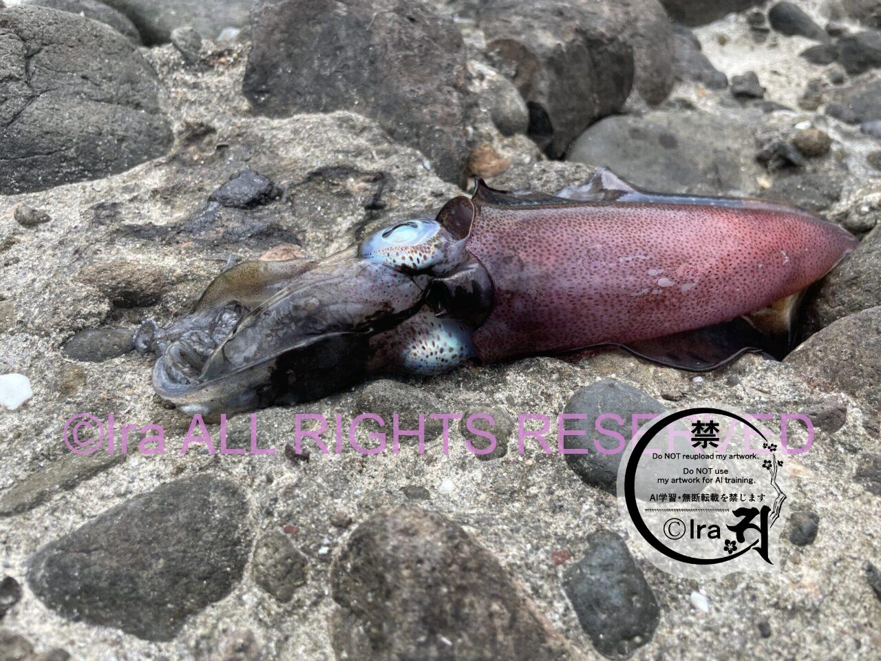 【母島】東京小笠原諸島の父島から行く。トンネルは霊が多そうに感じた IMG 2582