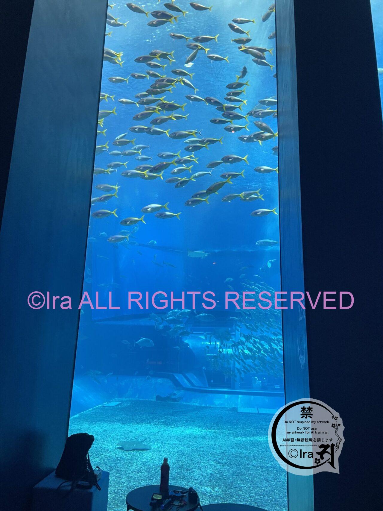 入場料が日本の倍額.7月23日開園東南アジア最大級の水族館-シンガポール オーシャナリウム(Oceanarium)- in セントーサ島 IMG 0001 1