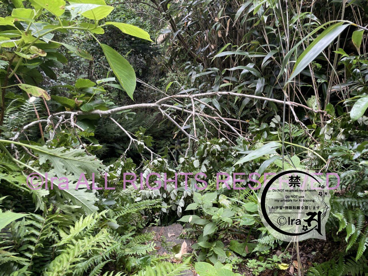 人気の"裏砂漠".天上山登山4時間半【神津島】初心者OK IMG 0550