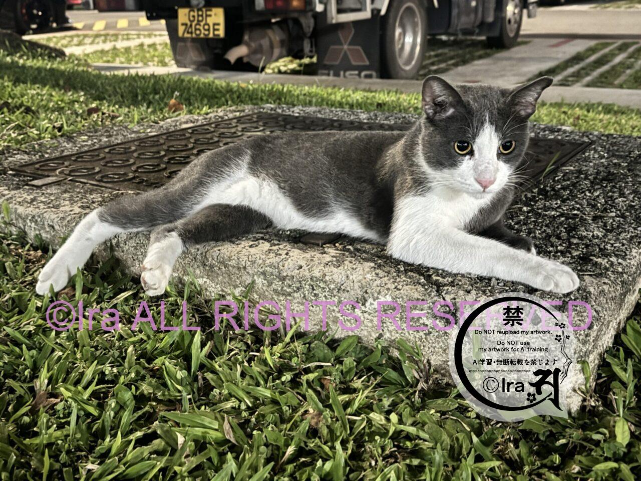 🇸🇬Singaporeの人気校は国への貢献ポイントが必要.離島留学比較 IMG 44201