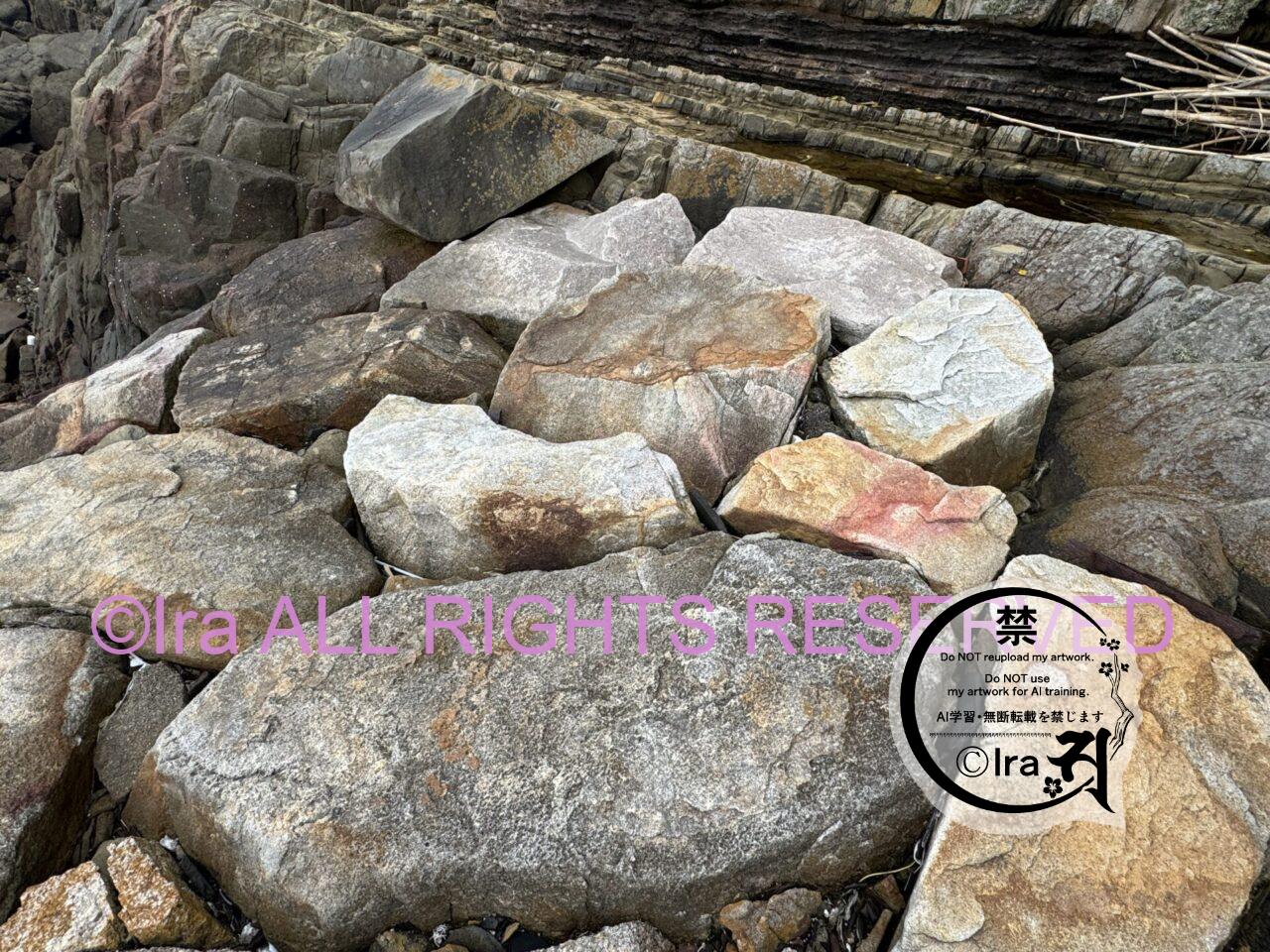 青島(あおしま)猫の数は激減.愛媛伊予灘の孤島 IMG 4516