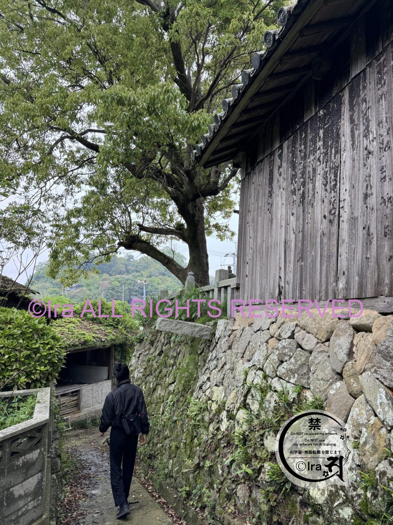 青島(あおしま)猫の数は激減.愛媛伊予灘の孤島 IMG 4588