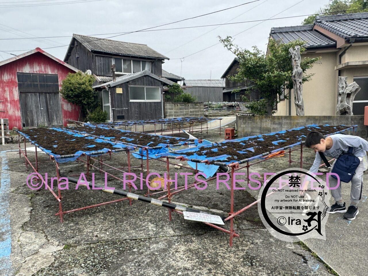 青島(あおしま)猫の数は激減.愛媛伊予灘の孤島 IMG 4728