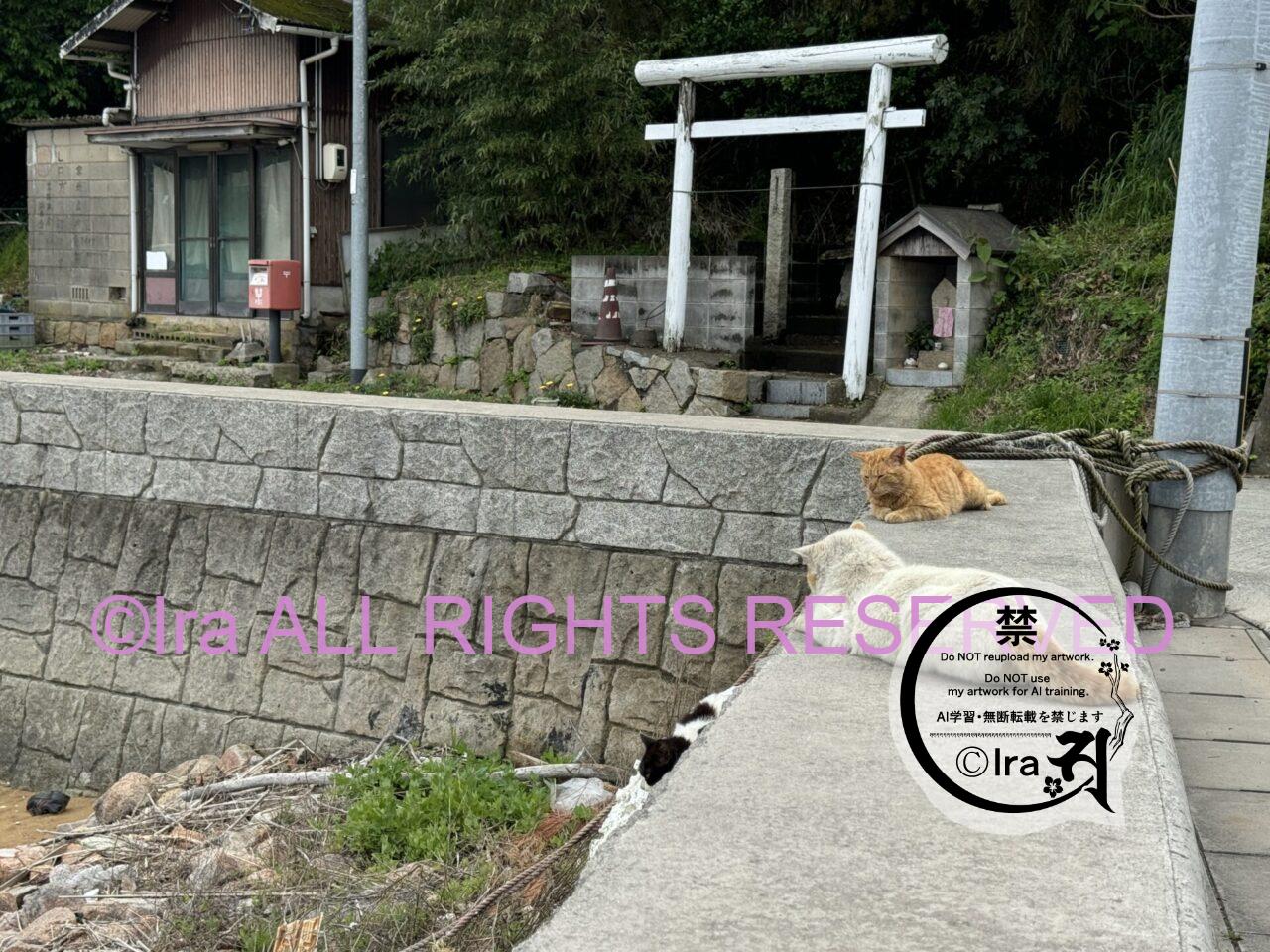 毛虫を食べようとする猫.三角関係の猫.岡山県笠岡諸島真鍋島 IMG 8270