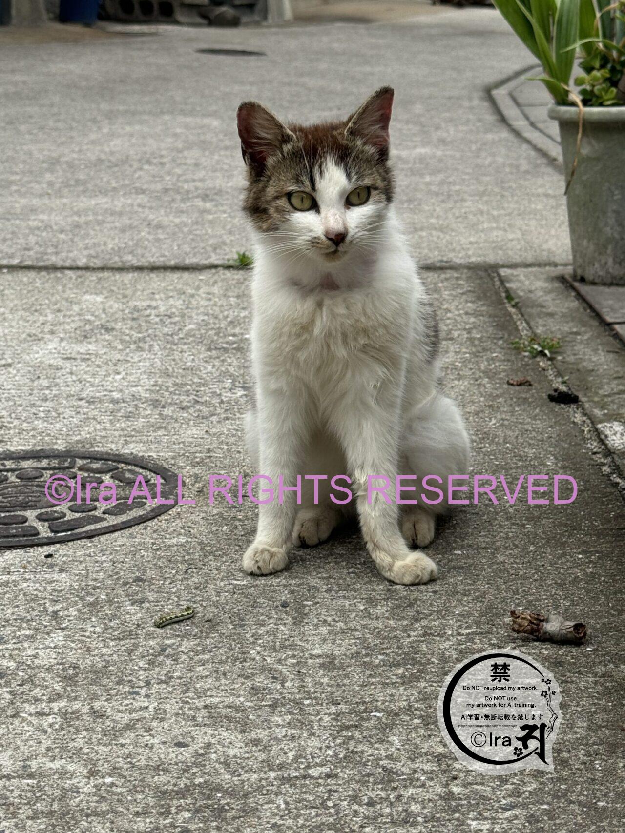 毛虫を食べようとする猫.三角関係の猫.岡山県笠岡諸島真鍋島 IMG 8274