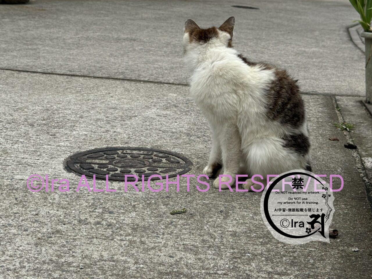 毛虫を食べようとする猫.三角関係の猫.岡山県笠岡諸島真鍋島 IMG 8276