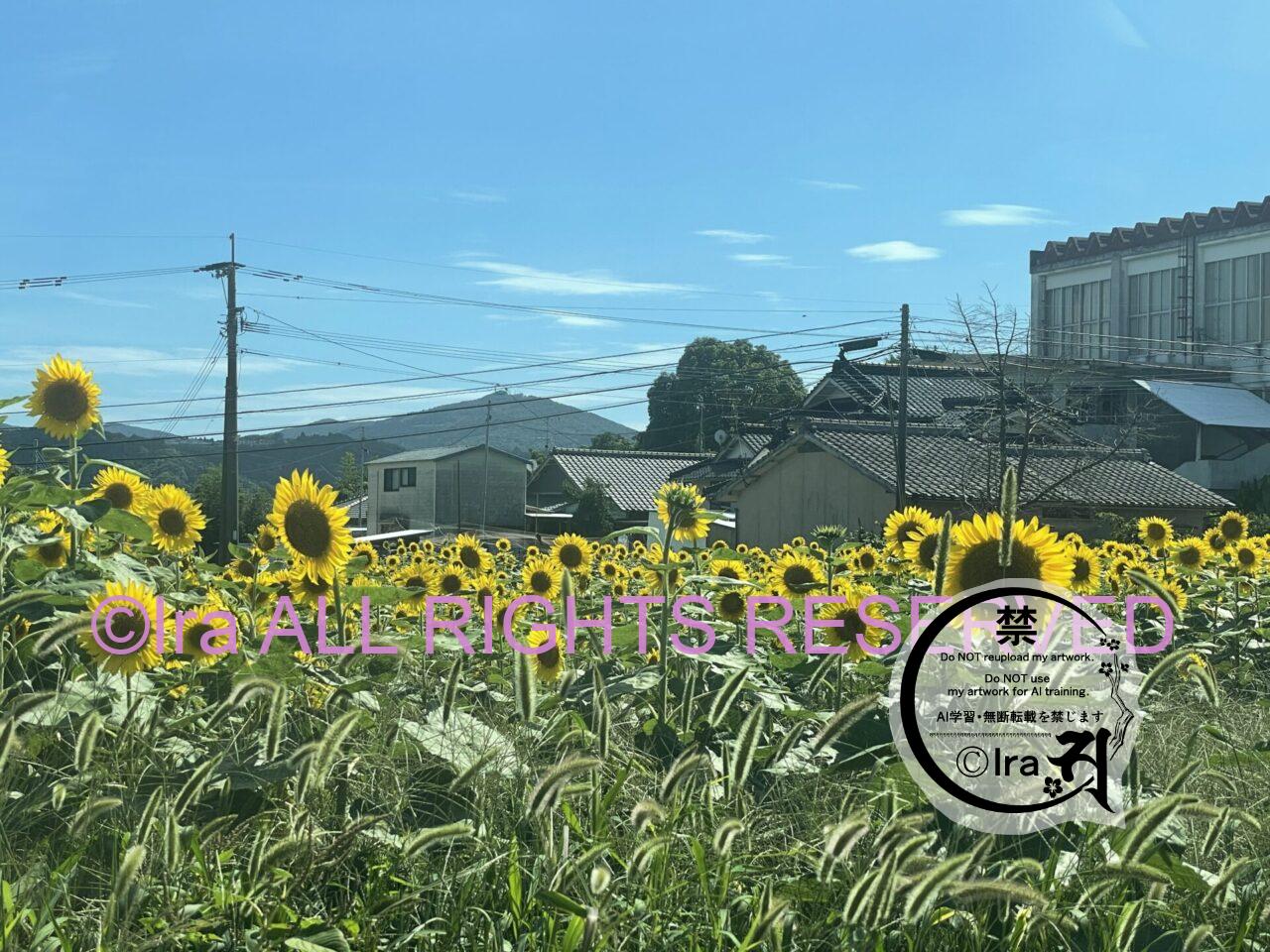 日本一の斜張橋.伊唐島(いからじま).鹿児島県の長島列島 IMG 85572