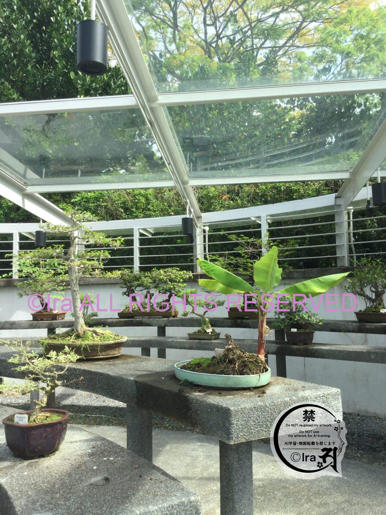 【5-24時無料開園】2015年世界遺産登録シンガポール植物園.蘭と鳥.障害者にも優しい公園 IMG 0096