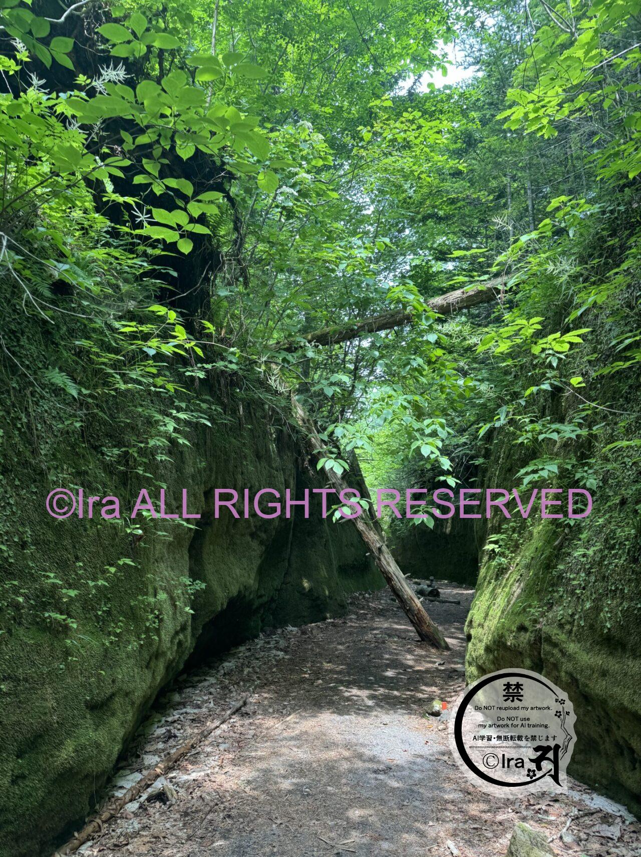 【ヒグマ出没で秘境】苔の回廊への行き方動画と写真案内.夏の北海道旅行と車中泊 IMG 4854