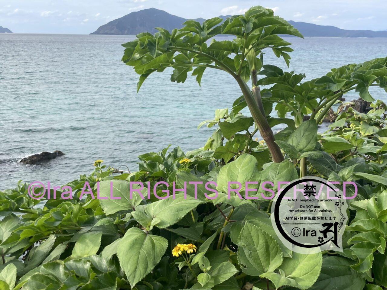 レトロおしゃれな倉庫の請島.奄美大島から小型船.鹿児島一人旅 IMG 6827