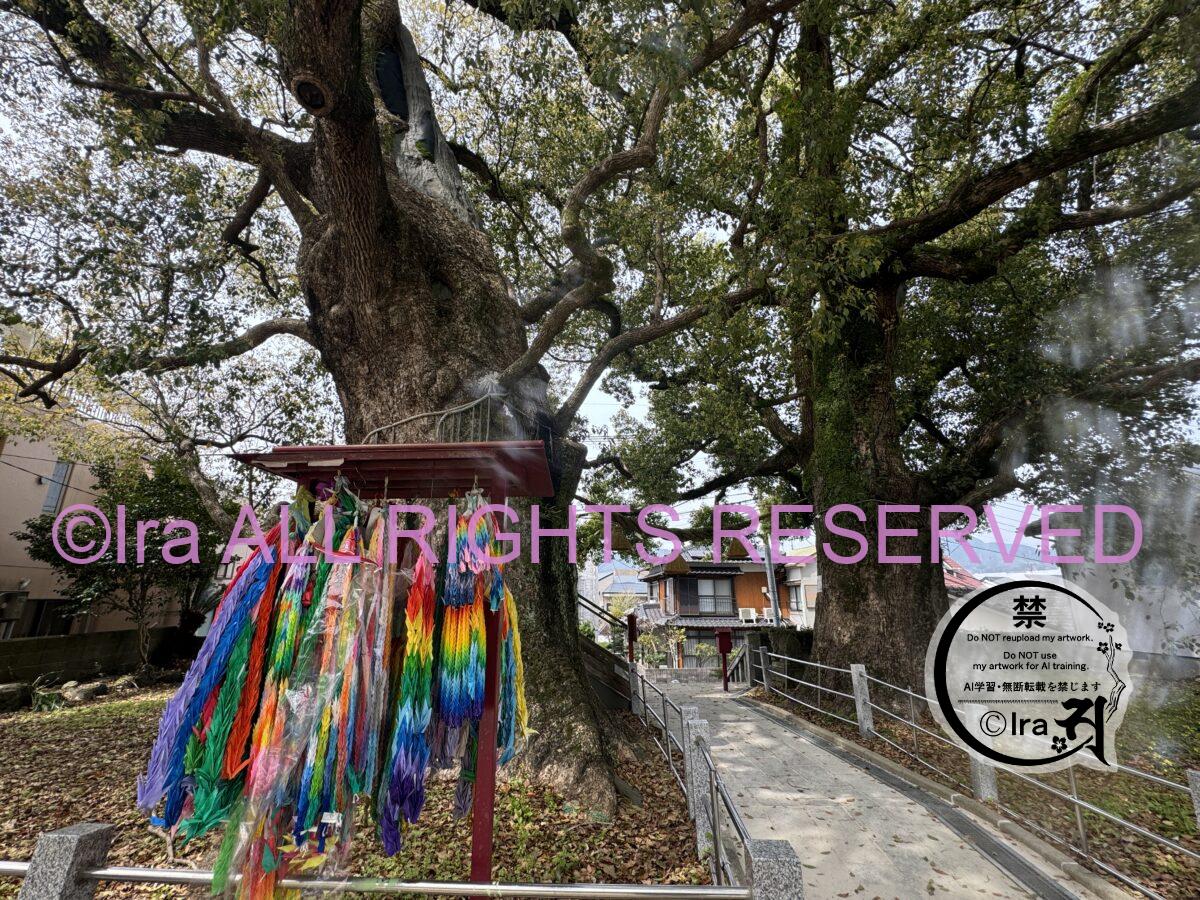 心霊写真のようになってしまった.被爆クスノキ.山王神社 二の鳥居【長崎定番観光地】 7417391eea0c9d2a766cd891884347b9