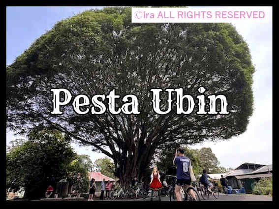 シンガポールのウビン島(Pulau Ubin)のPesta Ubin紹介とシンボルツリーの写真と観光客たち